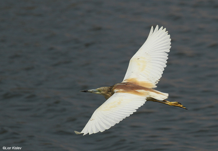   Squacco Heron  Ardeola ralloides  ,Maagan Michael ,June 2011 ,Lior Kislev                          